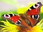 Userfoto von -schmetterling-