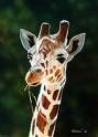 giraffe