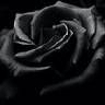 The_black_rose