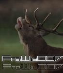 FreiWild007