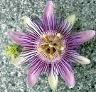 Userfoto von Passiflora