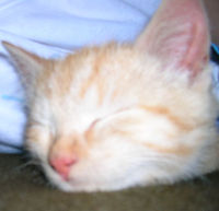 FeLiX01