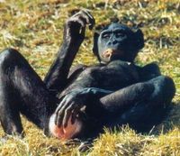 BONOBO