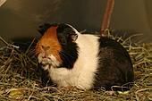 Userfoto von guinea-pig