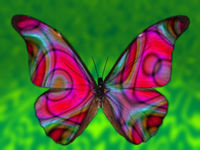 Butterfly_29