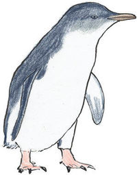 blue_penguin