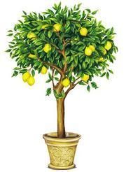 Lemon-Tree1