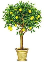 Userfoto von Lemon-Tree1