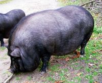 Userfoto von haengebauchschwein