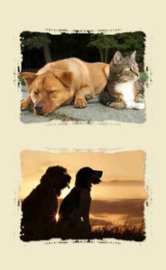 Userfoto von cat_and_dog