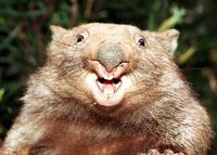 Userfoto von Wombat