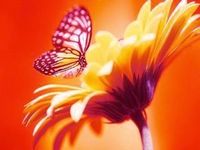 Userfoto von Teja19_Butterfly