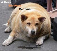 _da_hund_