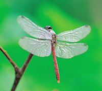 --Dragonfly--