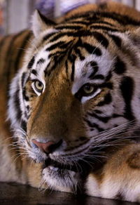 Userfoto von tigerli