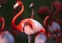 Userfoto von flamingo4