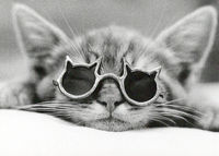 Userfoto von cool-kitty