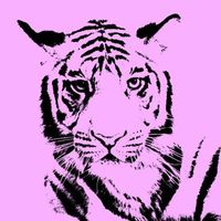 _pink_tiger_