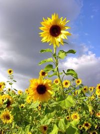 Sonnenblume69