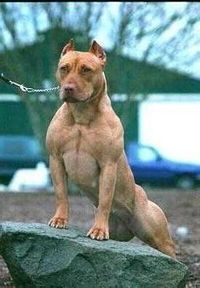 Userfoto von pit_bull_93