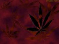 Userfoto von skunk_weed