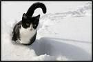 Ice_cat