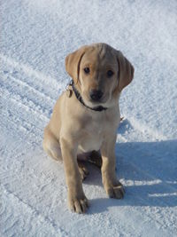 Labrador_Cisco