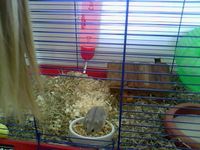 x_charLy_hamster_x