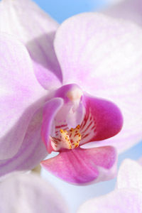 Userfoto von Phalaenopsis