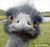 emu