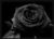 _BlAcK__RoSE_