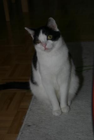Meine Viechal - 