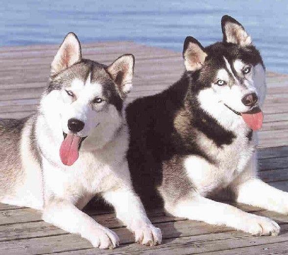 huskys - 