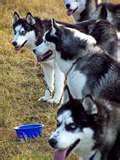 huskys - 