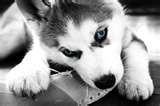 huskys - 