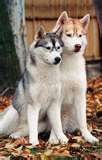 huskys - 