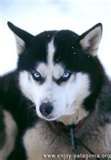 huskys - 