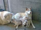 huskys - 