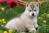 huskys - 