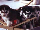 huskys - 