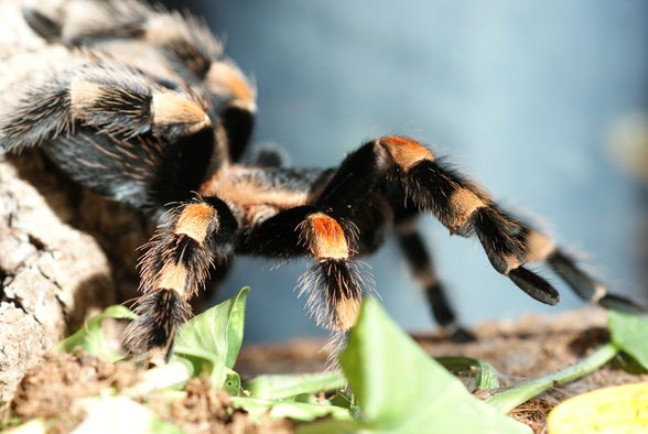 Vogelspinnen - 