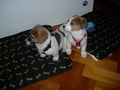 meine 2 Hunde TEDDY und TAPS  :D - 