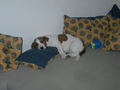 meine 2 Hunde TEDDY und TAPS  :D - 