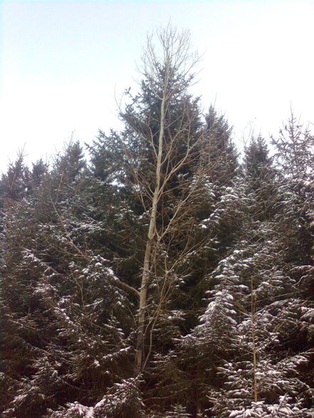 Natur auf der Erde - 