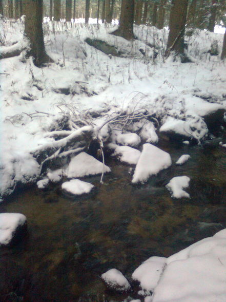 Natur auf der Erde - 