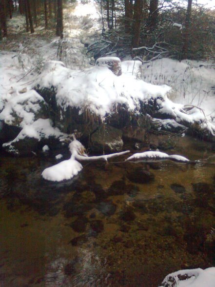 Natur auf der Erde - 