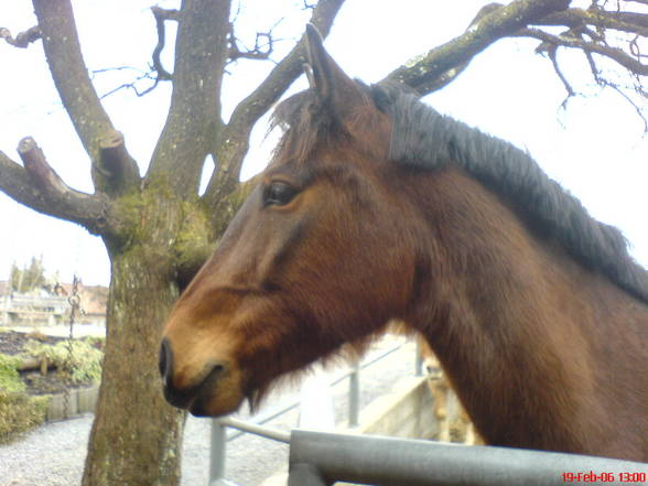 ** HoRsEs ** - 