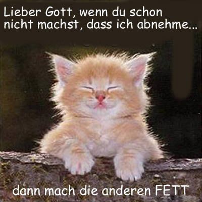 fette katzen - 