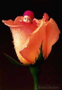 Anne Geddes - 