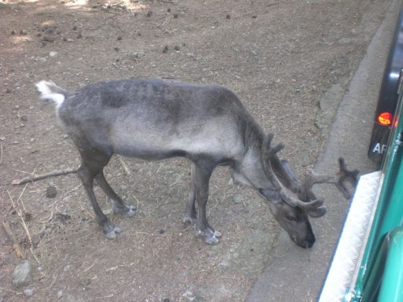 Belgien -  Grottes de Han et Wildpark - 